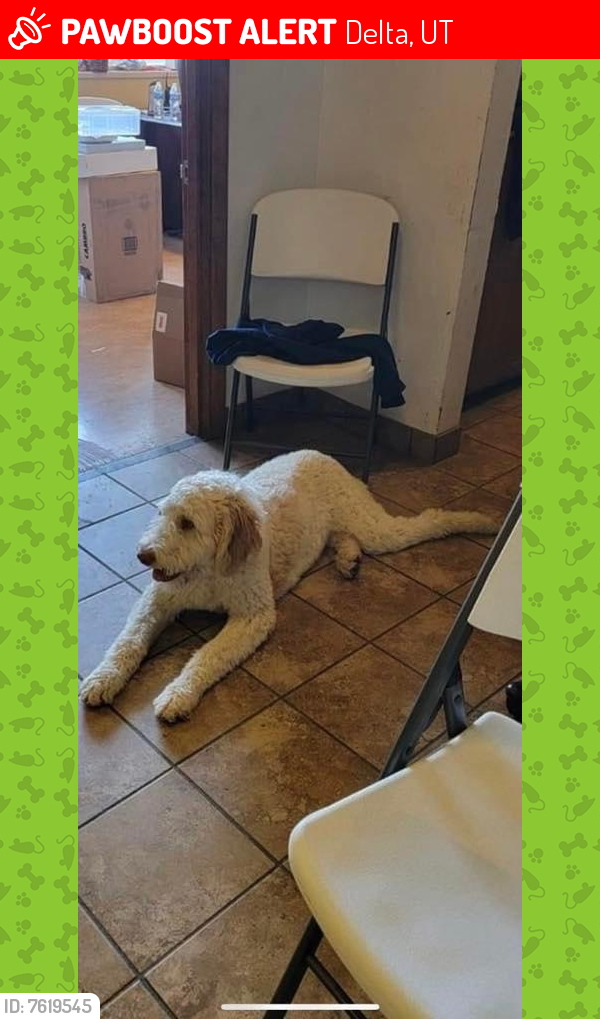 Lost Male Dog last seen Oasis Seed, Delta, UT 84624