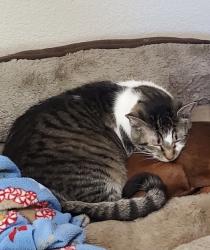 Reunited Male Cat last seen South Denton Animal hosp, Denton, TX 76210
