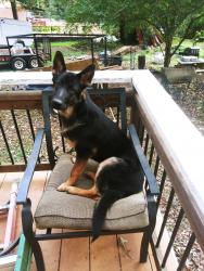 Reunited Female Dog last seen Near village run, Lawrenceville, GA 30046
