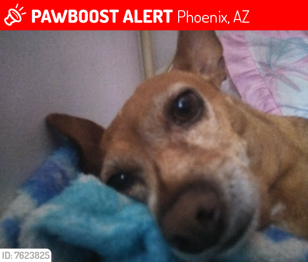 Lost Male Dog last seen Near street and Altavista , Phoenix, AZ 85042