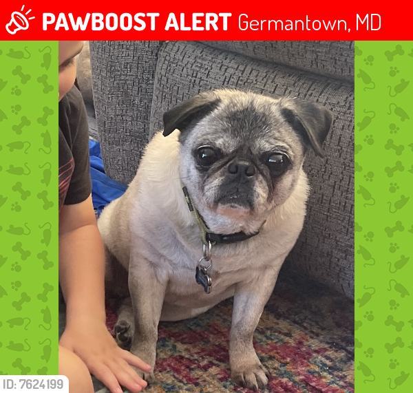 Lost Female Dog last seen Mateny and great Seneca , Germantown, MD 20874