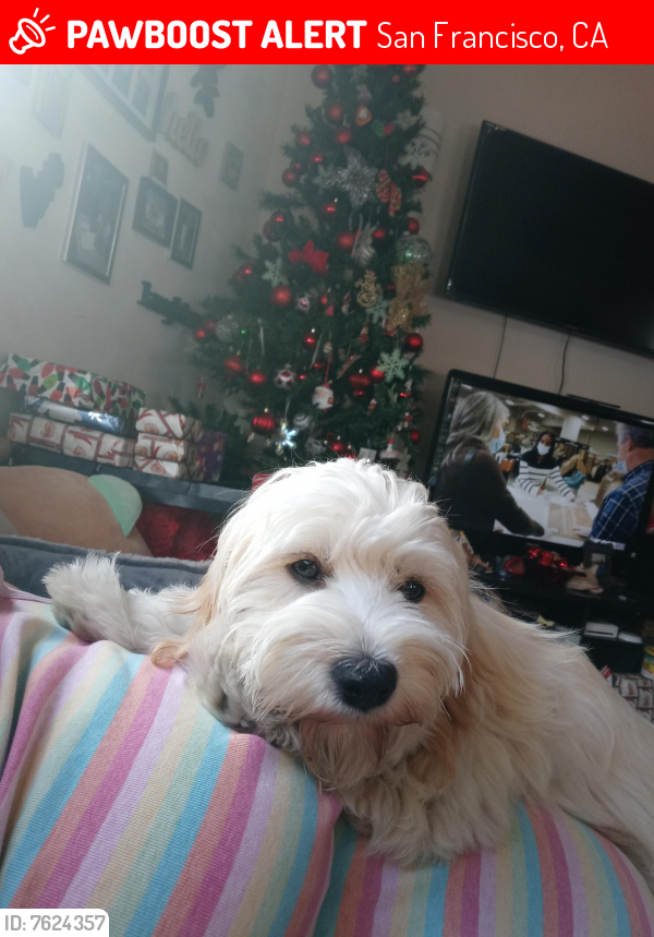 Lost Male Dog last seen York Street, San Francisco, CA 94110
