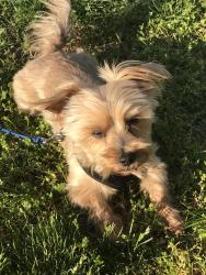 Lost Male Dog last seen Near East Nebgen Rd., Oak Grove, MO, Oak Grove, MO 64075