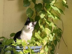Lost Male Cat last seen West Broward Boulevard & Commodore Drove, Plantation, FL 33325