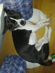 Reunited Male Dog last seen Salem drive newport richey, New Port Richey, FL 34652