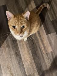 Lost Male Cat last seen Gallitin, Oxnard, CA 93030