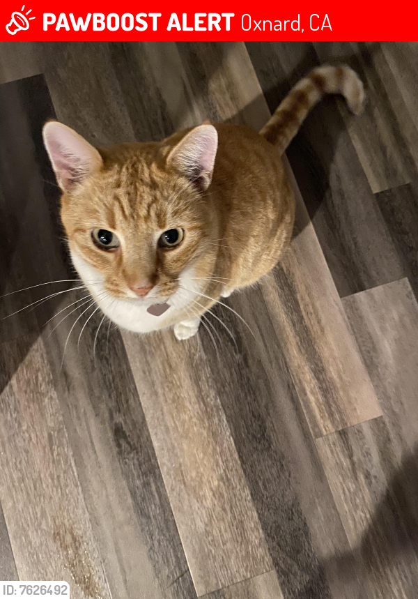Lost Male Cat last seen Gallitin, Oxnard, CA 93030