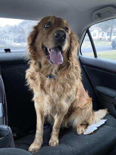 Found/Stray Male Dog last seen Phillips park , Aurora, IL 60506