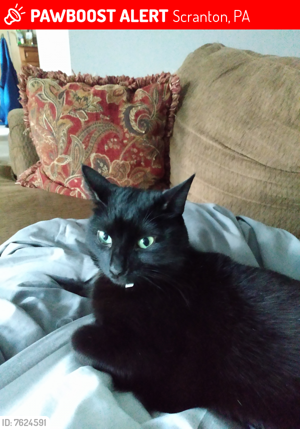 Lost Female Cat last seen Ash street and Capouse, Scranton, PA 18509