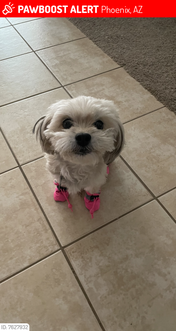 Lost Female Dog last seen Southern ave and 24th st, Phoenix, AZ 85040