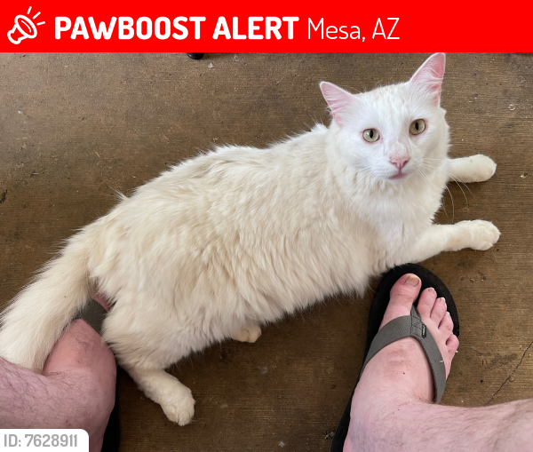 Lost Male Cat last seen Virginia Street, Mesa, AZ 85215