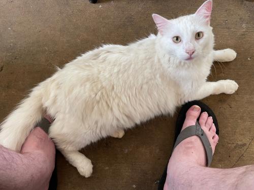 Lost Male Cat last seen Virginia Street, Mesa, AZ 85215