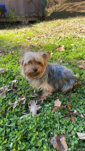 Lost Female Dog last seen Near walnut drive Monroe ga 30655, Monroe, GA 30655