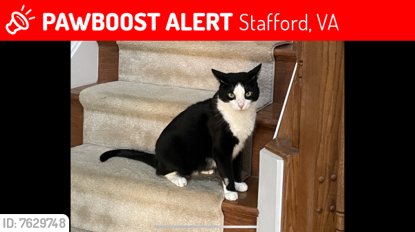 Lost Male Cat last seen Cabinet Maker Drive, Stafford, VA 22554