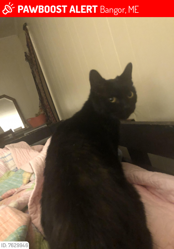 Lost Male Cat last seen Union street ( by dollar tree ) , Bangor, ME 04401