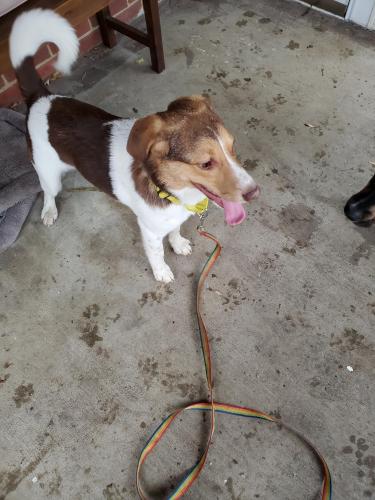 Found/Stray Female Dog last seen Pho 75, Langley Park, MD 20912