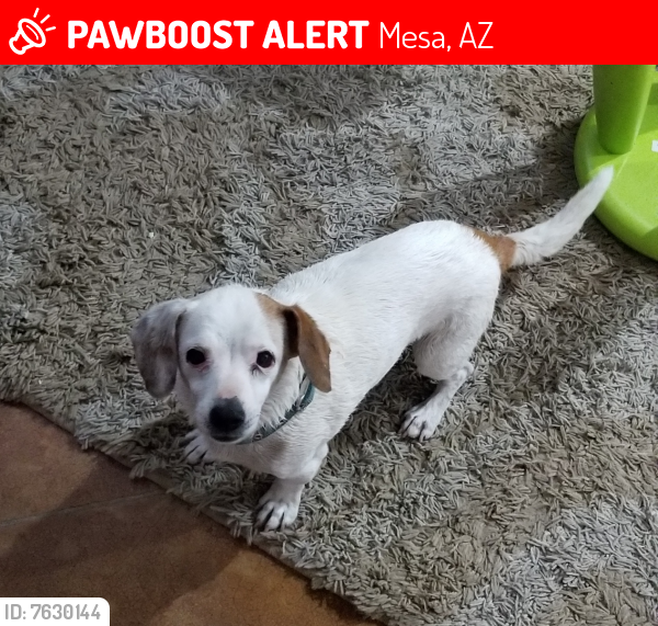 Lost Female Dog last seen Sossaman & 80th street, Mesa, AZ 85207