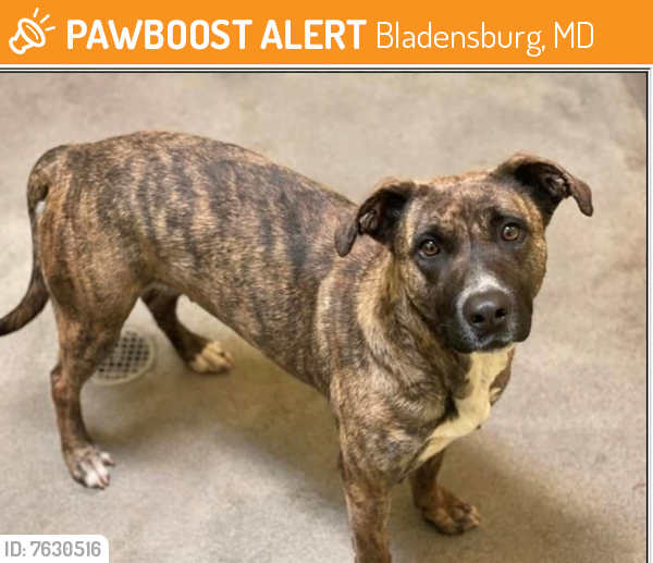 Found/Stray Female Dog last seen Near Block of 55th AVE Bladensburg Maryland, Bladensburg, MD 20710