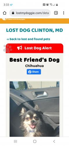 Lost Male Dog last seen Plata Street, Clinton, MD, Clinton, MD 20735