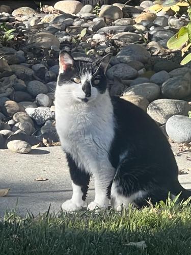 Found/Stray Unknown Cat last seen Tennant Ave/ Monterey Road, San Jose, CA 95138