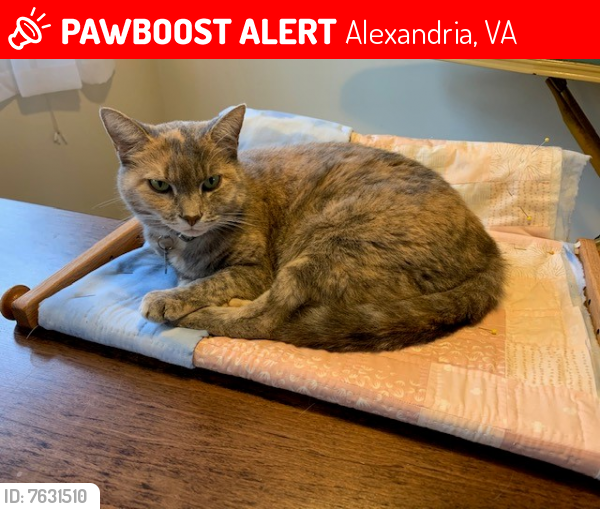 Lost Female Cat last seen Ripon place and martha custis drive, Alexandria, VA 22302