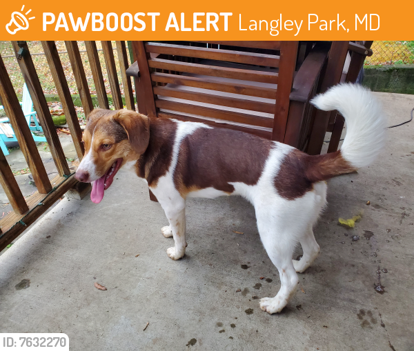 Rehomed Male Dog last seen University and riggs, Langley Park, MD 20912