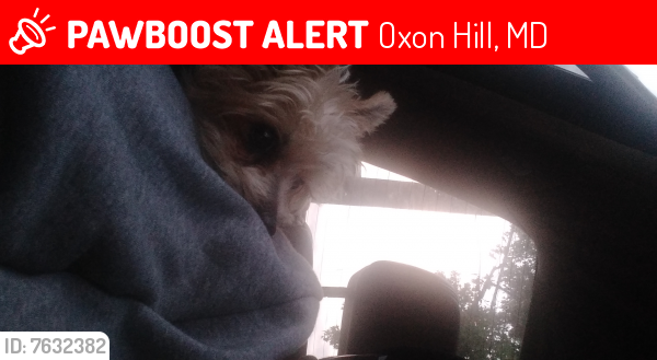 Lost Female Dog last seen THE MARSHALL PARKING LOT NEAR RIVER TOWN , Oxon Hill, MD 20745