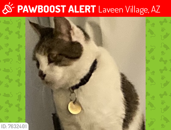 Lost Male Cat last seen 51st Avenue and Dobbins, Laveen Village, AZ 85339