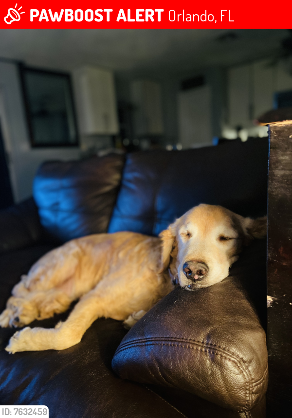 Lost Male Dog last seen Kempton park, Orlando, FL 32837
