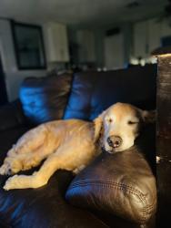 Lost Male Dog last seen Kempton park, Orlando, FL 32837