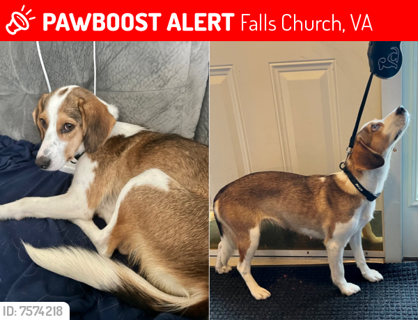 Lost Female Dog last seen Fairview Park Drive , Falls Church, VA 22042