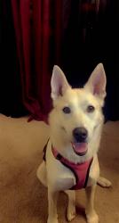 Reunited Female Dog last seen Riverbend, Columbus, OH 43223