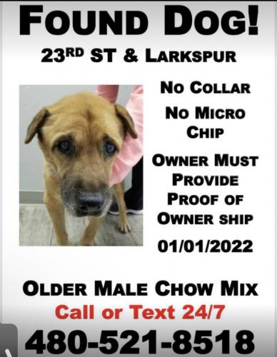 Found/Stray Male Dog last seen 23rd St & Larkspur  , Phoenix, AZ 85022