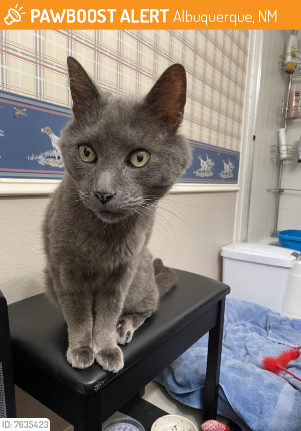 Found/Stray Male Cat last seen hmstd and golf course , Albuquerque, NM 87120