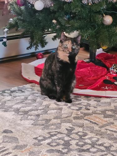 Lost Female Cat last seen Monestary rd/ charger highway, Blair Township, PA 16635