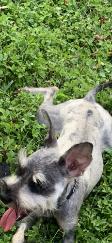 Lost Female Dog last seen CROSSTIMBERS/HIRSCH, Houston, TX 77016