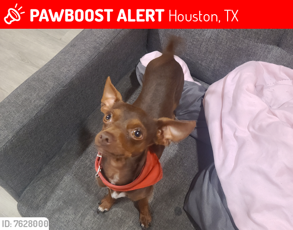 Lost Male Dog last seen Near Elvera St A, Houston, TX 77012, Houston, TX 77012