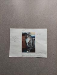 Lost Male Cat last seen Near s. Lenola rd maple Shade, nj 08052, Maple Shade, NJ 08052