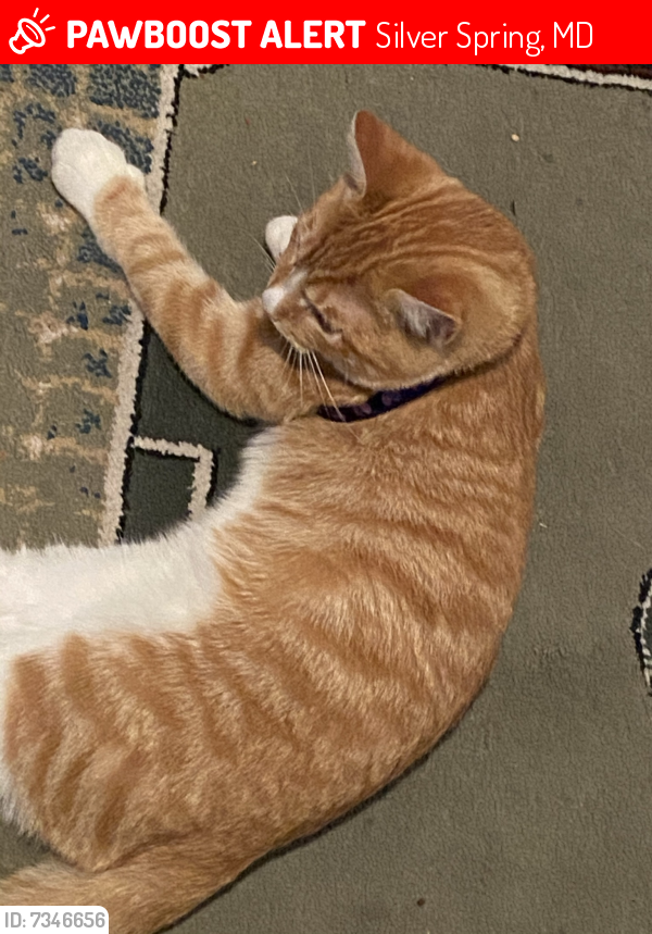 Lost Male Cat last seen Sandy point court, Silver Spring, MD 20904