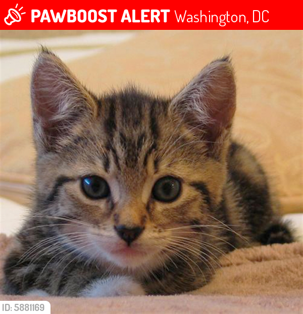 Lost Female Cat last seen edmonds cherry street, Washington, DC 20007