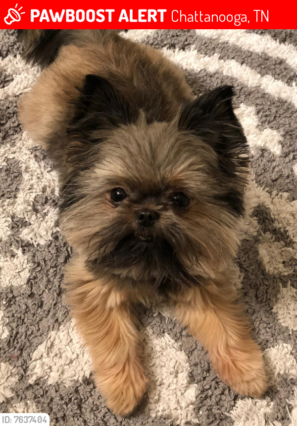 Lost Male Dog last seen Mulberry/18th, Chattanooga, TN 37404