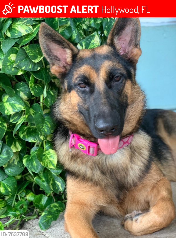 Lost Female Dog last seen 64th AVE, Taft street , Sheridan street, 441, Hollywood, FL 33024