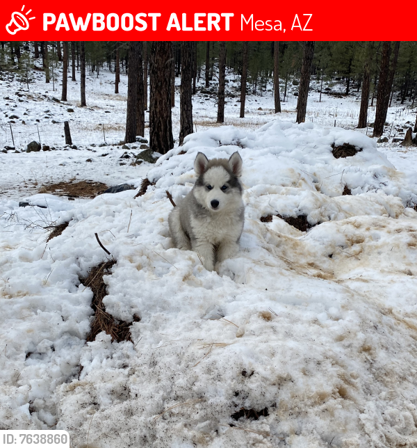 Lost Male Dog last seen Longmore and first st, Mesa, AZ 85210