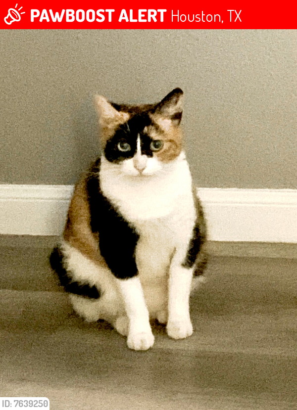 Lost Female Cat last seen Community Dr. maybe , Houston, TX 77401