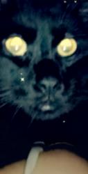 Lost Male Cat last seen Near Grove St, Chelsea, MA 02150