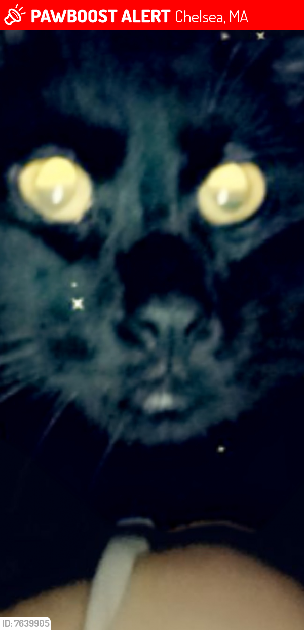 Lost Male Cat last seen Near Grove St, Chelsea, MA 02150