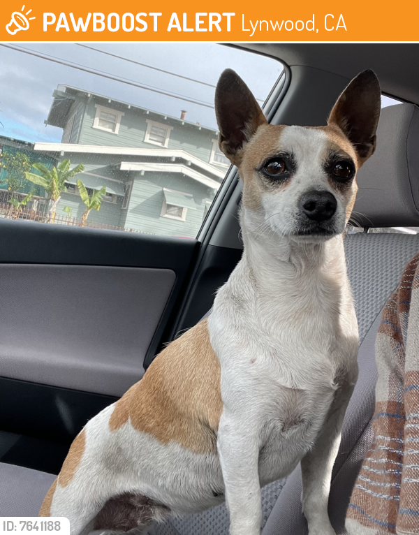 Found/Stray Female Dog last seen mona blvd & E 115th PI, Lynwood, CA 90262
