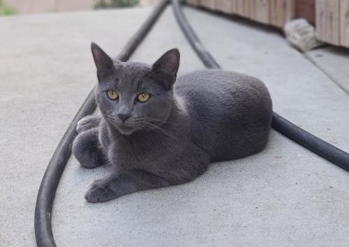 Lost Male Cat last seen King and ocala, San Jose, CA 95122