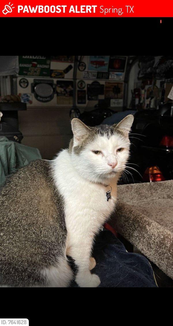 Lost Male Cat last seen Meadowhill drive and Greenlake drive, Spring, TX 77388
