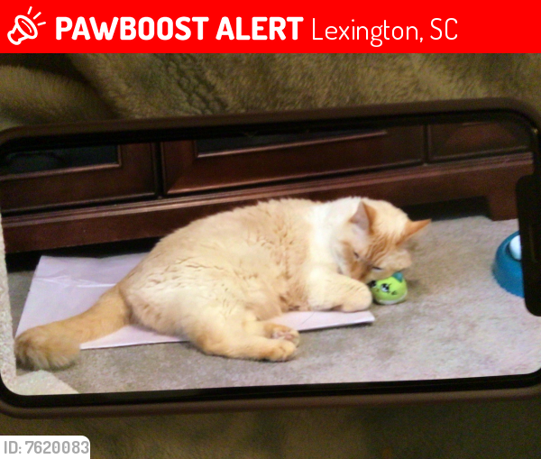 Lost Male Cat last seen Water Crest and Stoneridge, Lexington, SC 29072